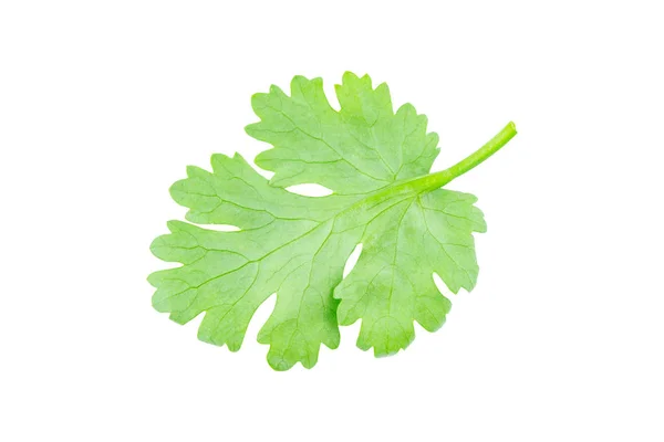 Hoja de cilantro aislada sobre fondo blanco con camino de recorte —  Fotos de Stock