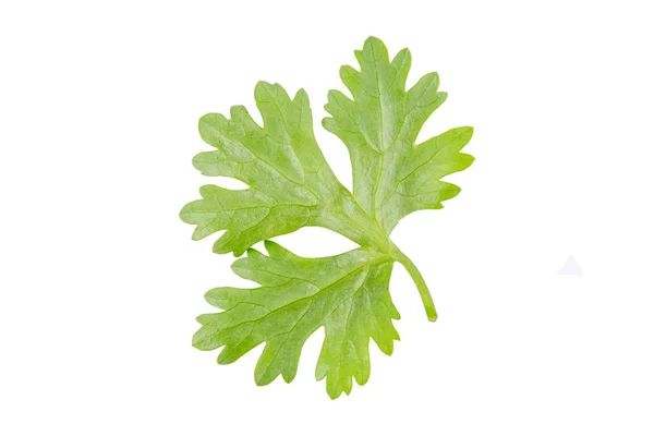 Coriander leaf isolated on white background with clipping path — 스톡 사진