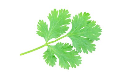 Coriander leaf isolated on white background with clipping pat