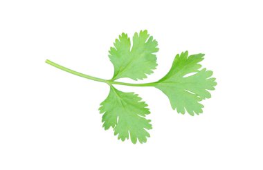 Coriander leaf isolated on white background with clipping pat