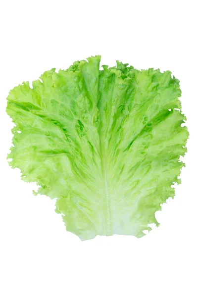 沙拉叶。在白色背景上隔离的 Lettuce，带剪切 p — 图库照片