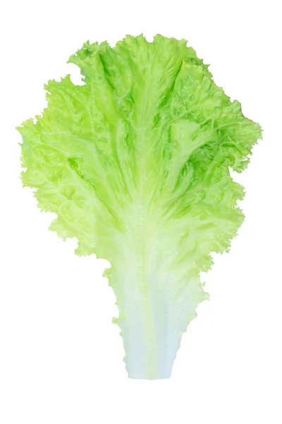 Salad leaf. Lettuce isolated on white background with clipping p — Stock Photo, Image