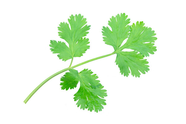 Coriander leaf isolated on white background with clipping pat