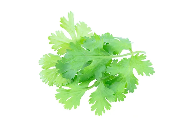 Coriander leaf isolated on white background with clipping pat — 스톡 사진