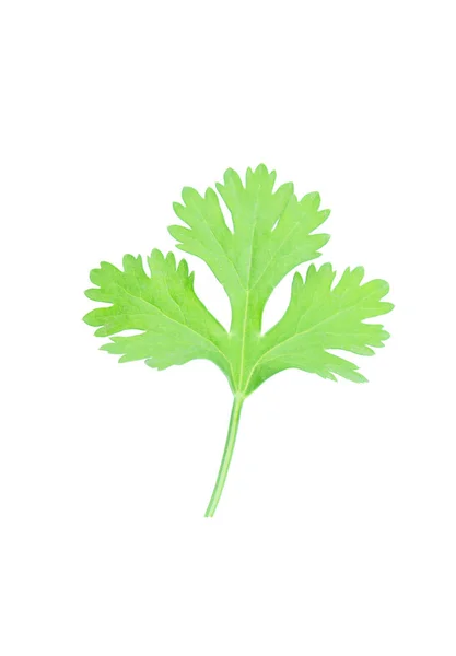 Hoja de cilantro aislada sobre fondo blanco con palmadita de recorte —  Fotos de Stock