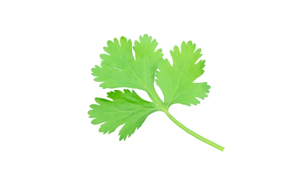 Coriander leaf isolated on white background with clipping pat — Stock Photo, Image