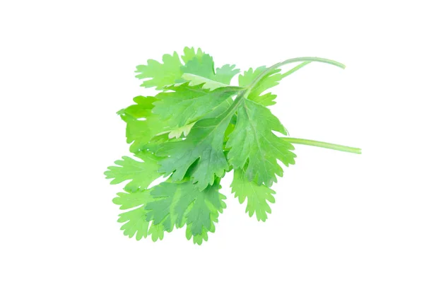 Coriander leaf isolated on white background with clipping pat — Stock Photo, Image