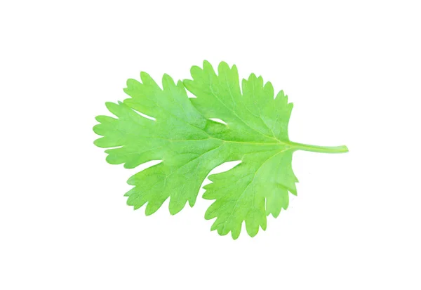 Hoja de cilantro aislada sobre fondo blanco con palmadita de recorte —  Fotos de Stock