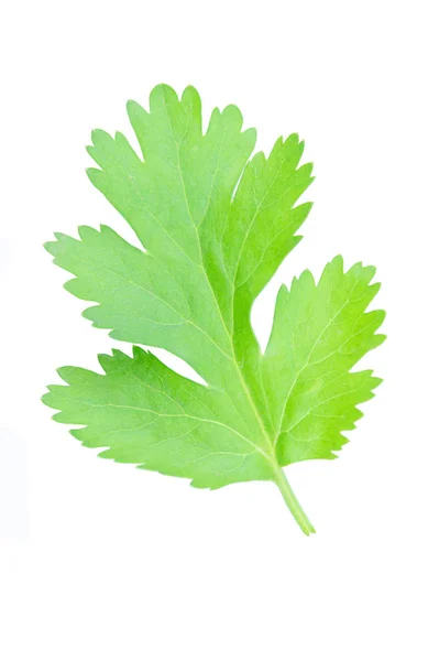 Feuille de coriandre isolée sur fond blanc avec une natte de coupe — Photo