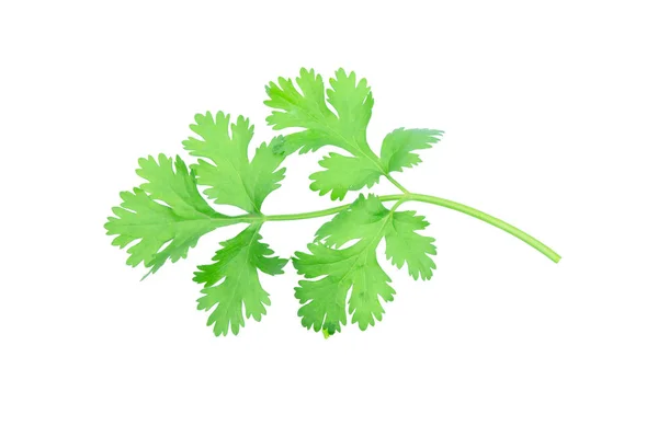 Coriander leaf isolated on white background with clipping pat — 스톡 사진