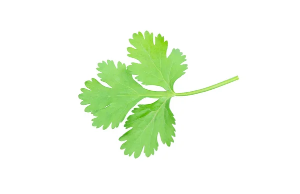 Coriander leaf isolated on white background with clipping pat — Stock Photo, Image
