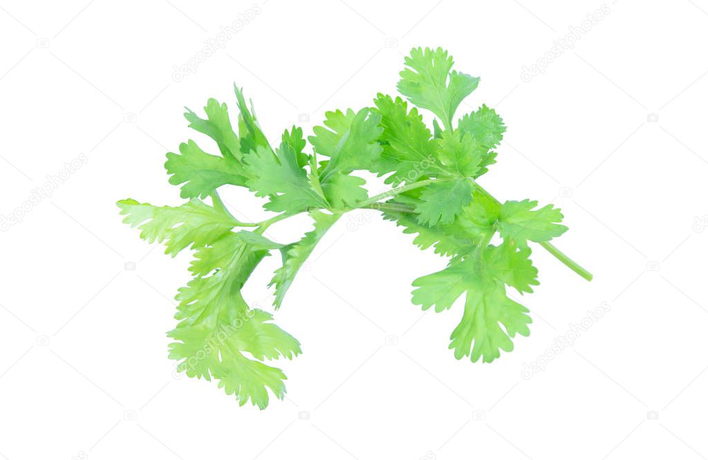 Coriander leaf isolated on white background with clipping pat