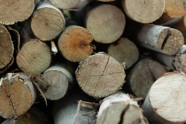 Wooden logs stack, tree stumps background