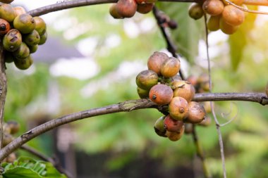 Kahve çekirdekleri olgunlaşıyor, kahve ağacında taze kahve çekirdekleri.