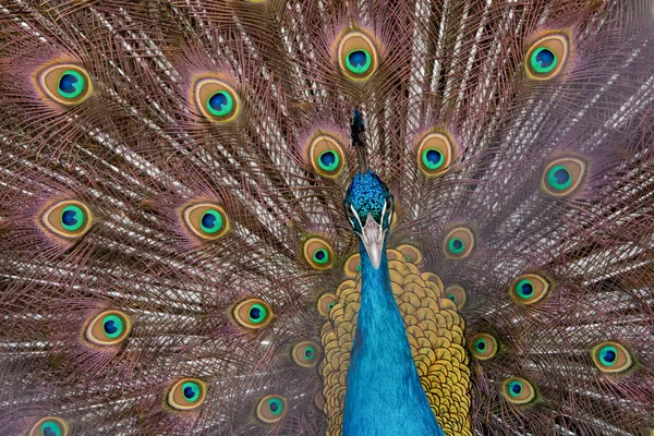 Peacock să-şi întindă coada, arătându-şi penele. Închide portr — Fotografie, imagine de stoc