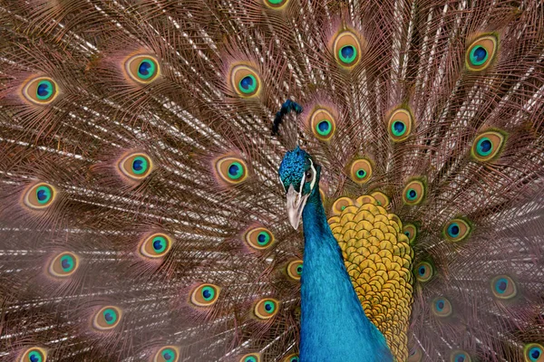 Peacock to spread his tail, showing its feathers. Close up portr — Stock Photo, Image