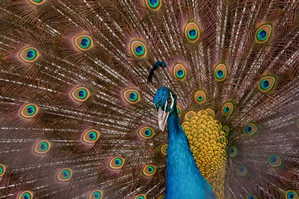 Peacock să-şi întindă coada, arătându-şi penele. Închide portr — Fotografie, imagine de stoc