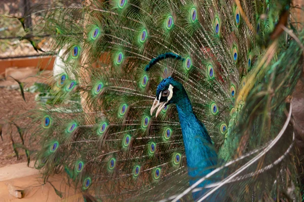 Peacock to spread his tail, showing its feathers. Close up portr — Stock Photo, Image