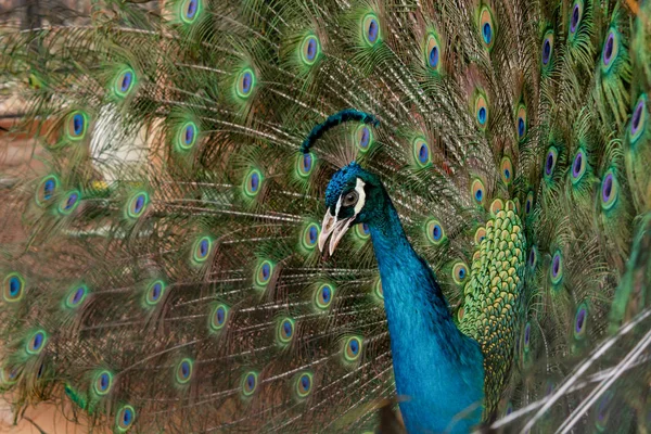 Peacock to spread his tail, showing its feathers. Close up portr — Stock Photo, Image