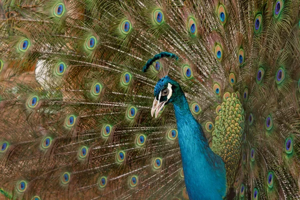 Peacock to spread his tail, showing its feathers. Close up portr — Stock Photo, Image