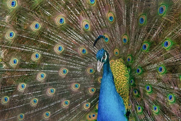 Peacock să-şi întindă coada, arătându-şi penele. Închide portr — Fotografie, imagine de stoc