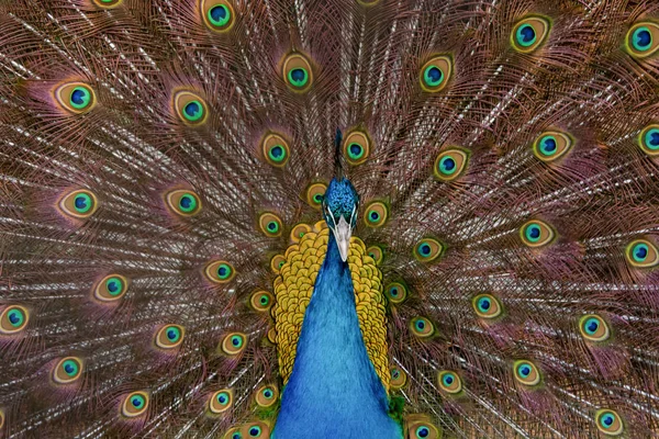 Peacock to spread his tail, showing its feathers. Close up portr — Stock Photo, Image