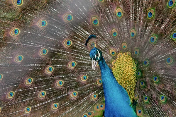 Peacock to spread his tail, showing its feathers. Close up portr — Stock Photo, Image