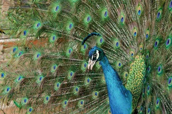 Peacock să-şi întindă coada, arătându-şi penele. Închide portr — Fotografie, imagine de stoc