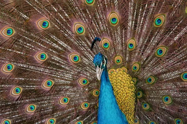 Peacock to spread his tail, showing its feathers. Close up portr — Stock Photo, Image