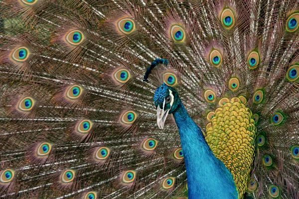 Peacock să-şi întindă coada, arătându-şi penele. Închide portr — Fotografie, imagine de stoc