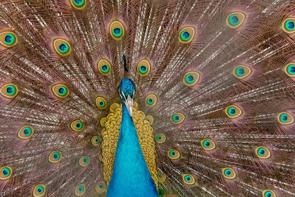 Peacock to spread his tail, showing its feathers. Close up portr — Stock Photo, Image