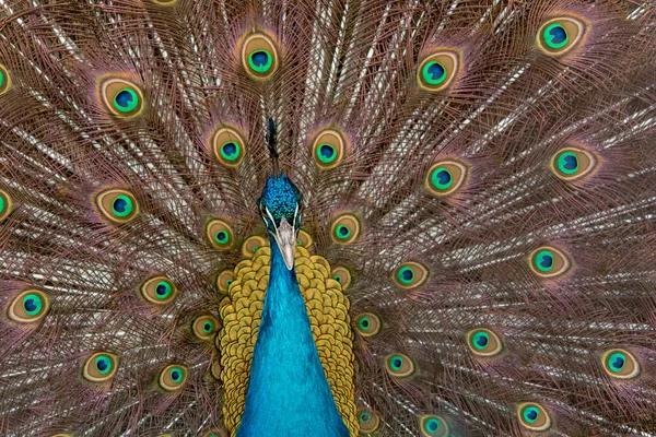 Peacock to spread his tail, showing its feathers. Close up portr — Stock Photo, Image