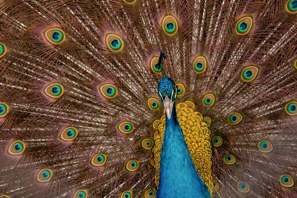 Peacock to spread his tail, showing its feathers. Close up portr — Stock Photo, Image