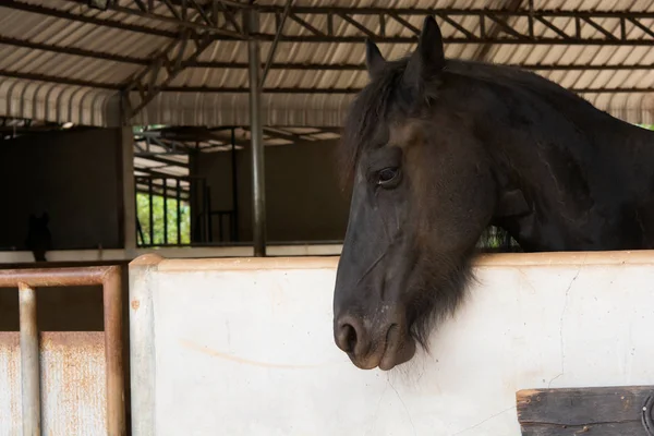 Retrato de cabeza de caballo negro en establo —  Fotos de Stock