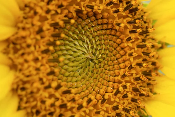 Gros plan d'un fond de tournesol — Photo