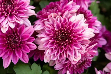 Pembe sonbahar kasımpatı arkaplanını kapat