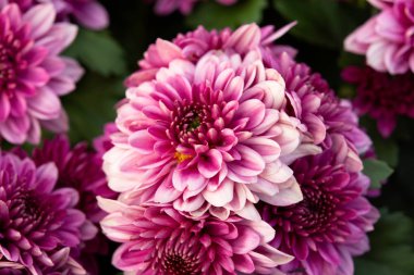 Pembe sonbahar kasımpatı arkaplanını kapat