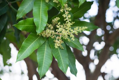 Ağaçtaki yeşil sarı mango çiçekleri