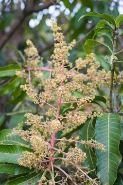 Ağaçtaki yeşil sarı mango çiçekleri