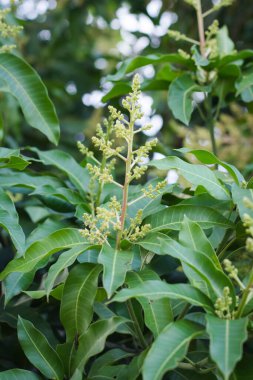 Ağaçtaki yeşil sarı mango çiçekleri