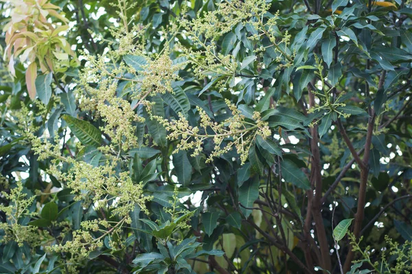 Zelené Žluté Mango Květy Stromě — Stock fotografie