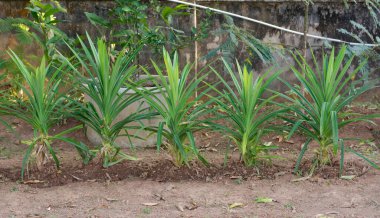 Yeşil Pandan Yaprakları, Tayland Herb