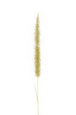 Dry mission Grass isolated on white background.Feather Pennisetum , Mission Grass , Poaceae