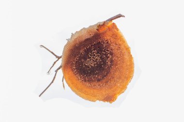 Wild Beehive on a tree branch isolated on white