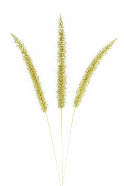 Суха Місія Grass Isolated White Background Feather Pennisetum Mission Grass — стокове фото
