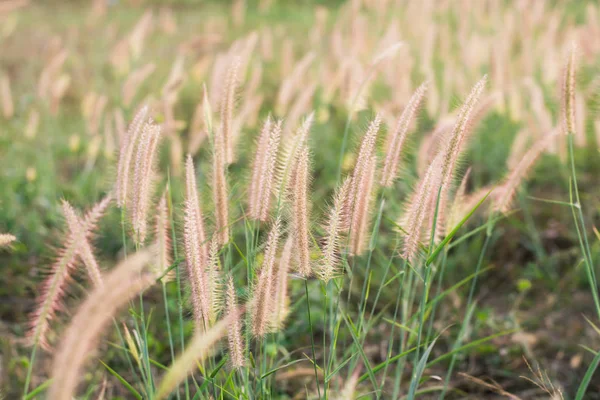Flowering Grass Mission Grass View Beautiful Feather Pennisetum Mission Grass — Stok fotoğraf