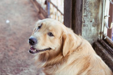 Golden Retriever 'ın yüzüne yaklaş..