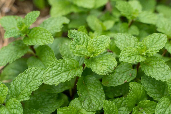 Fechar Folhas Hortelã Pimenta Verde — Fotografia de Stock