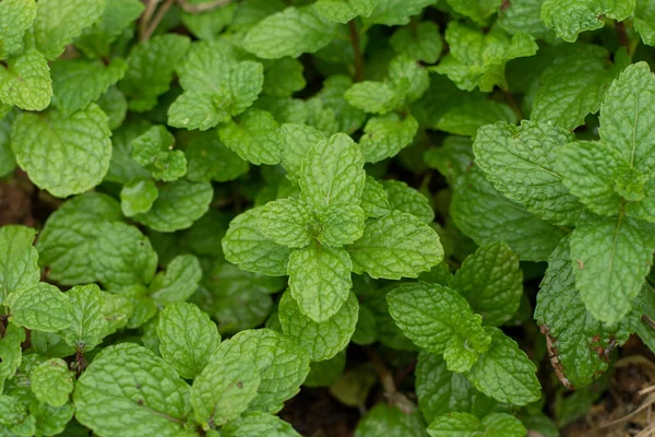 Close Green Peppermint Leaves — Stock Photo, Image