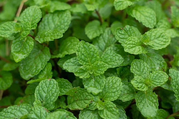 Primo Piano Foglie Menta Piperita Verde — Foto Stock